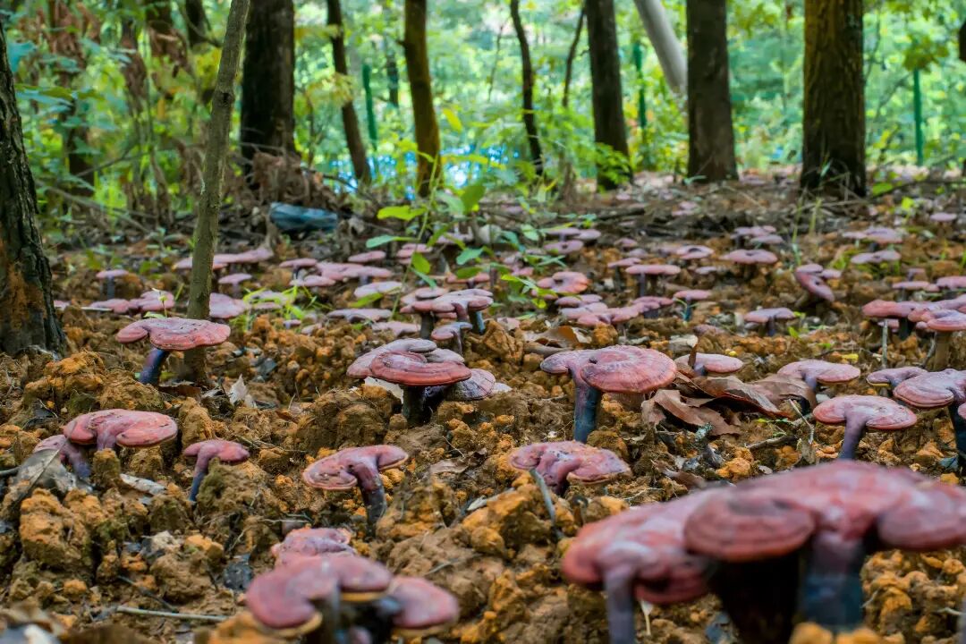 华弘草芝堂黔西南深山林下灵芝种植基地实景